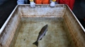 Dead Coho Salmon